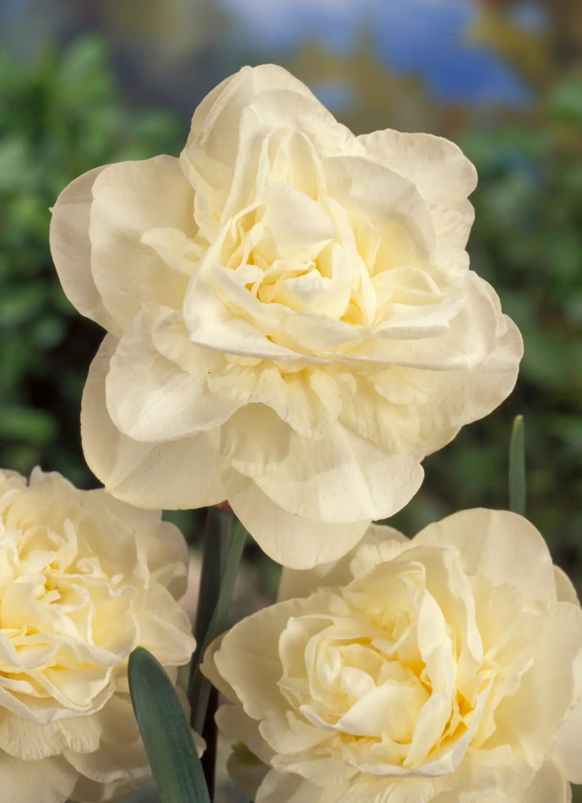 Narcissus Obdam vima02768-RID Narcissus Obdam - immagine 1