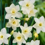 Narcissus Pueblo