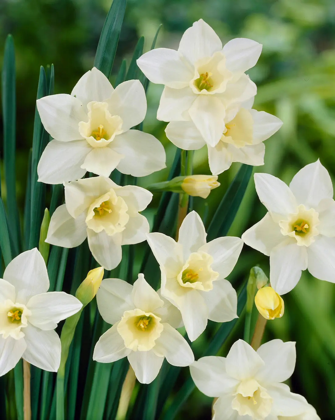 Narcissus jonquilla Pueblo visi20032-rid Narcissus Pueblo - immagine 1