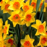 Narcissus Jonquilla Suzy
