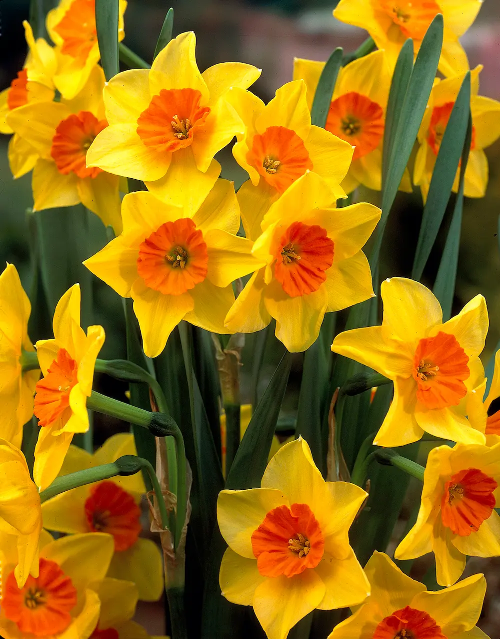 Narcissus jonquilla Suzy elbo01892-rid Narcissus Jonquilla Suzy - immagine 1