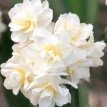 Narcissus Tazetta Erlicheer