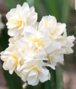 Narcissus Tazetta Erlicheer