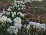 Narcissus Tazetta Erlicheer - immagine 2