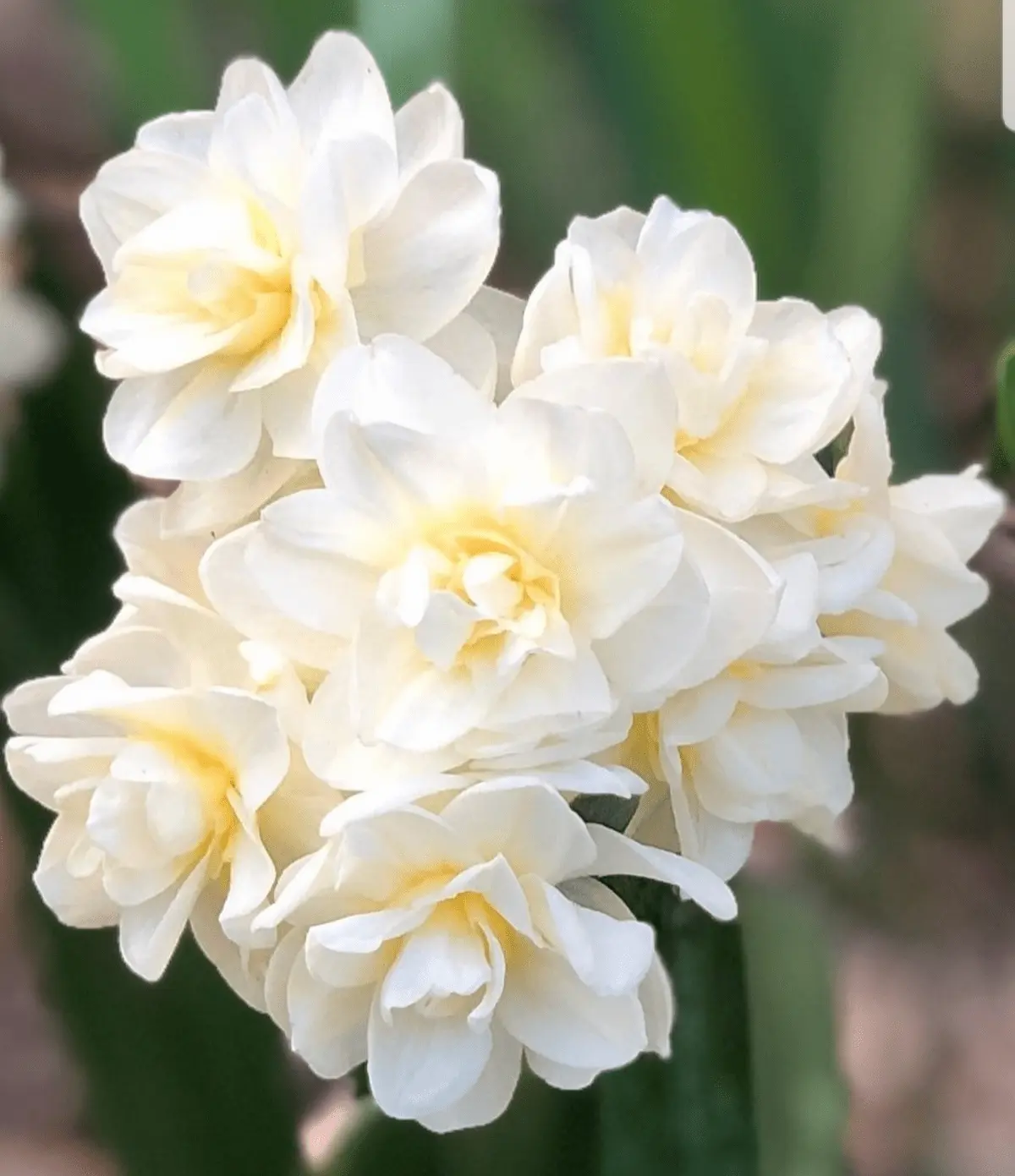 Narcissus tazetta Erlicheer Narcissus Tazetta Erlicheer - immagine 1