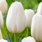 Tulipani Clearwater