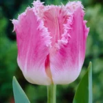 Tulipani Crispa – Dallas
