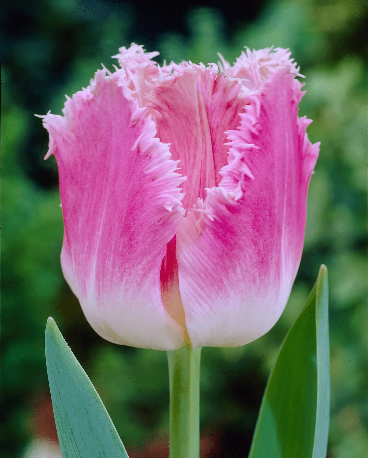 Tulipa Dallas visi26260 (1)-RID Tulipani Crispa – Dallas - immagine 1
