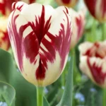 Tulipani Grand Perfection