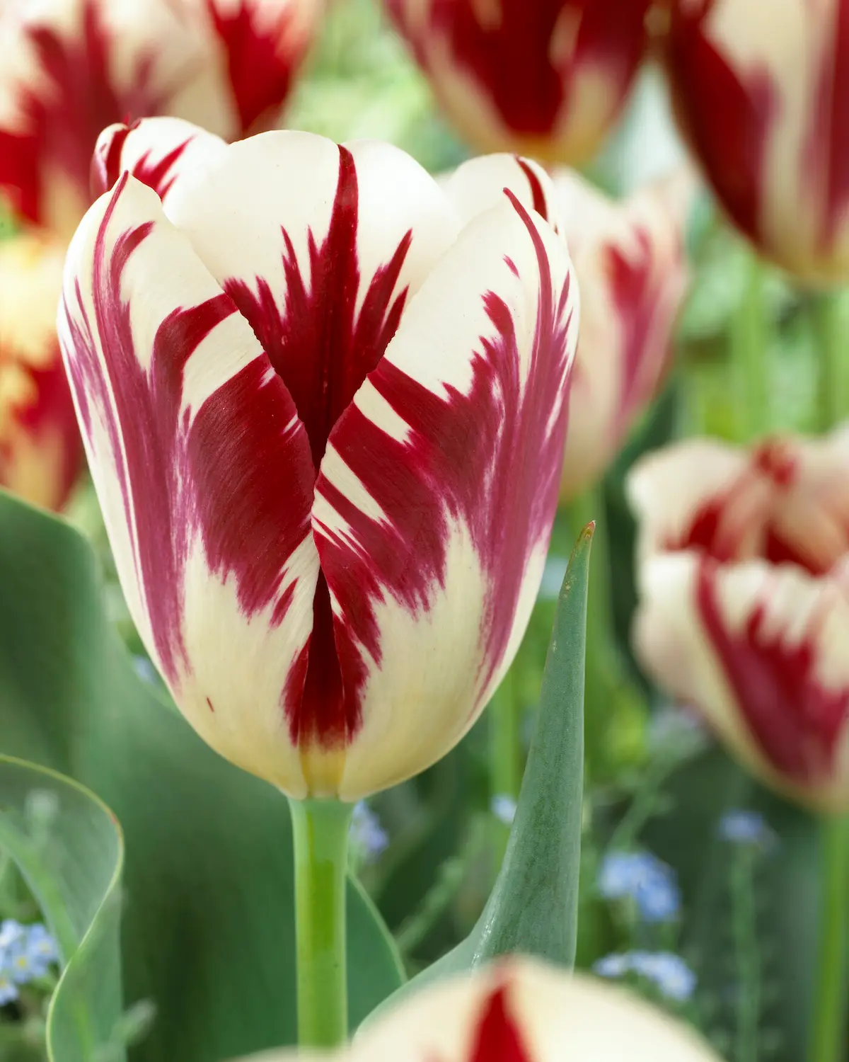 Tulipa Grand Perfection visi45630-rid Tulipani Grand Perfection - immagine 1