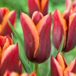 Tulipani Muvota