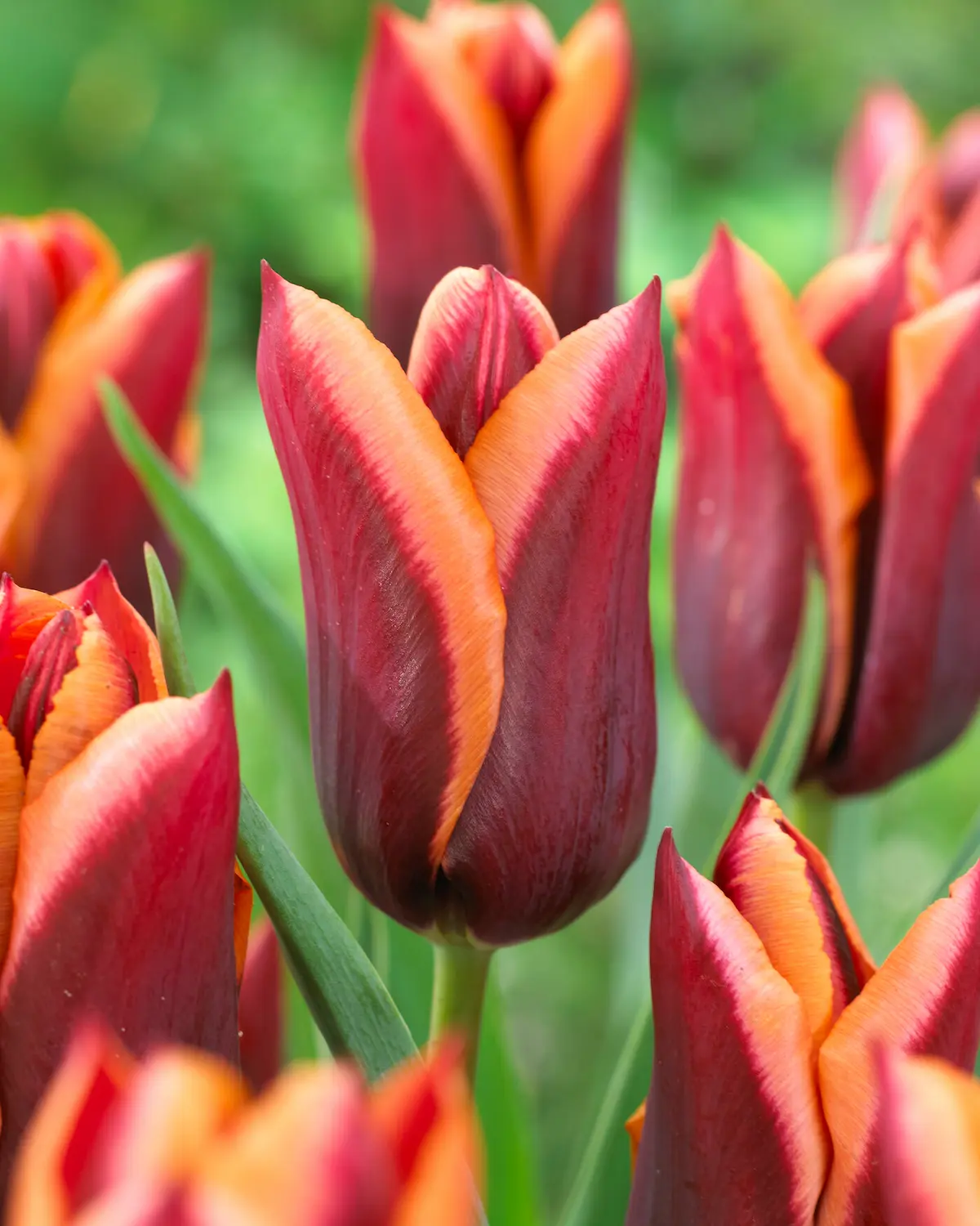Tulipa Muvota visi99111-rid Tulipani Muvota - immagine 1