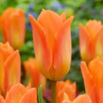 Tulipa Orange Emperor