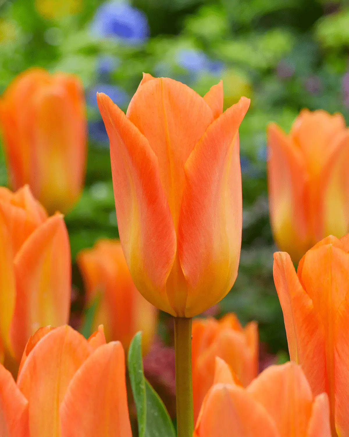 Tulipa Orange Emperor visi203381- rid Tulipa Orange Emperor - immagine 1