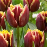 Tulipani Crispa – Mercure