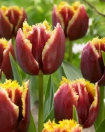 Tulipani Crispa – Mercure