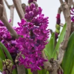 Hyacinthus Woodostock