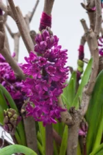 Hyacinthus Woodostock