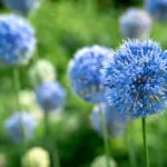 Allium Caeruleum