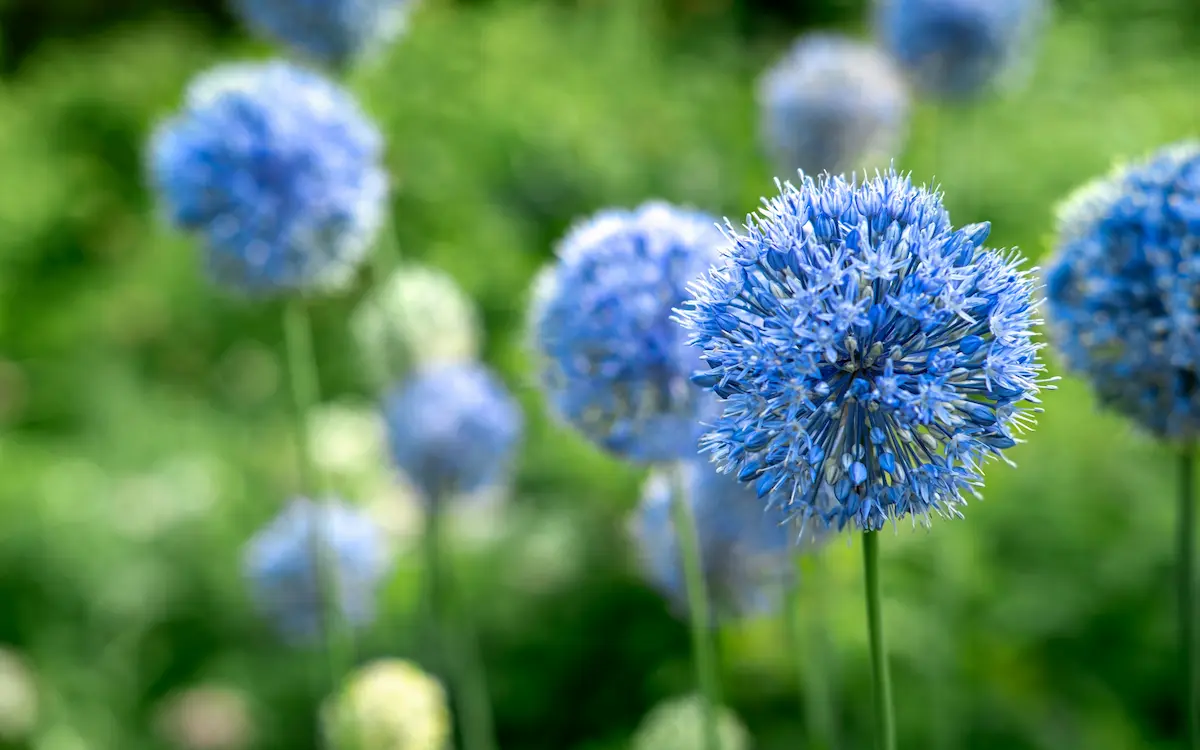 allium_caeruleum_shutterstock_2756127005-RID Allium Caeruleum - immagine 1