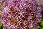 Allium Christophii