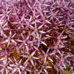 Allium Christophii