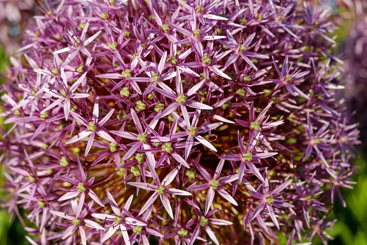 allium_christophii_close-RID Allium Christophii - immagine 1