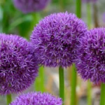 Allium Pinball Wizard