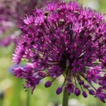Allium Purple Rain