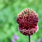 Allium Red Mohican
