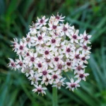Allium Silver Spring