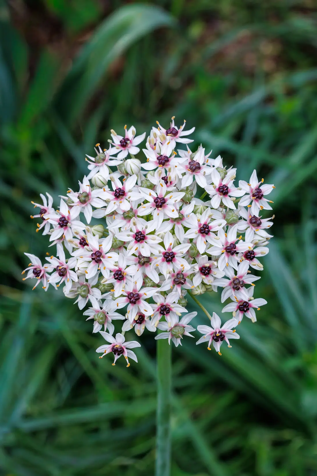 allium_silver-spring_shutterstock_2781840547-rid Allium Silver Spring - immagine 1