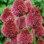 Allium Sphaerocephalon