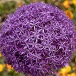Allium Universe
