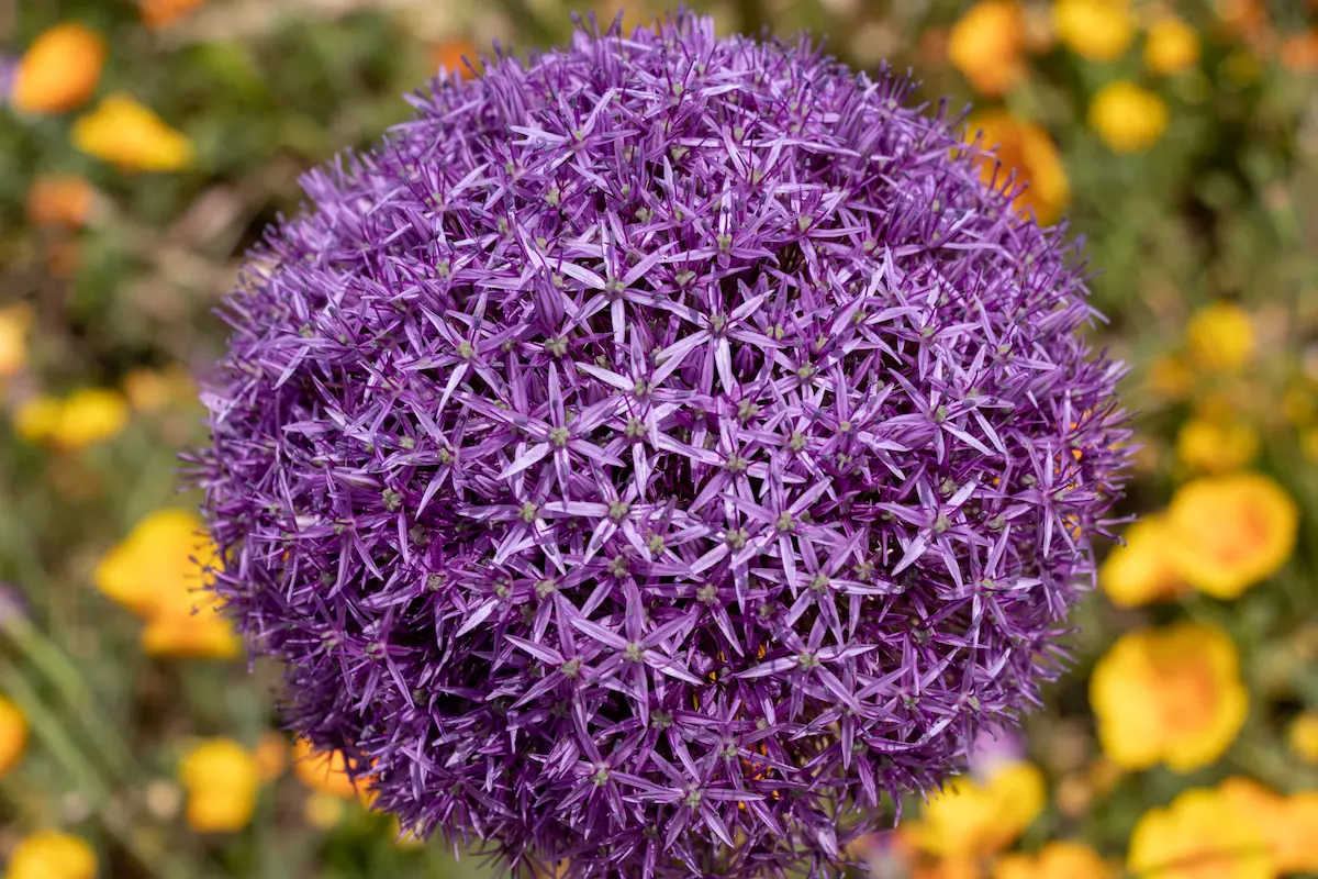 allium_universe_shutterstock_1312179500-RID Allium Universe - immagine 1