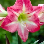 Amaryllis Exposure