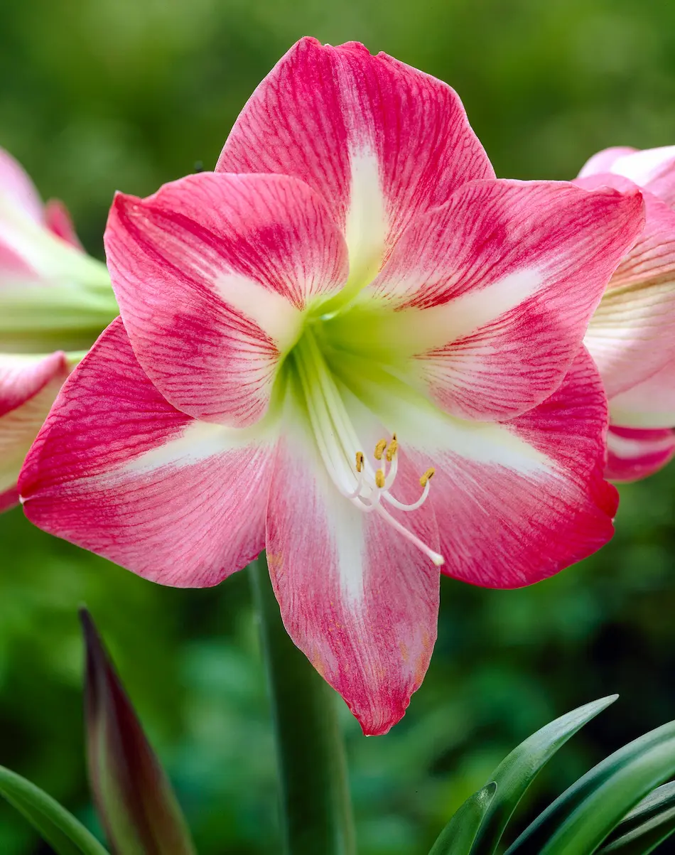 amaryllis_hippeastrum_exposure_visi10312 Amaryllis Exposure - immagine 1