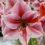 Amaryllis Gervase