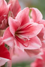 Amaryllis Gervase - immagine 2