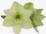 Amaryllis Luna