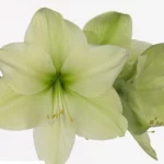 Amaryllis Luna