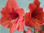 Amaryllis Naranja - immagine 2