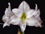 Amaryllis Picotee
