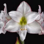 Amaryllis Picotee