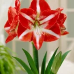 Amaryllis Stargazer