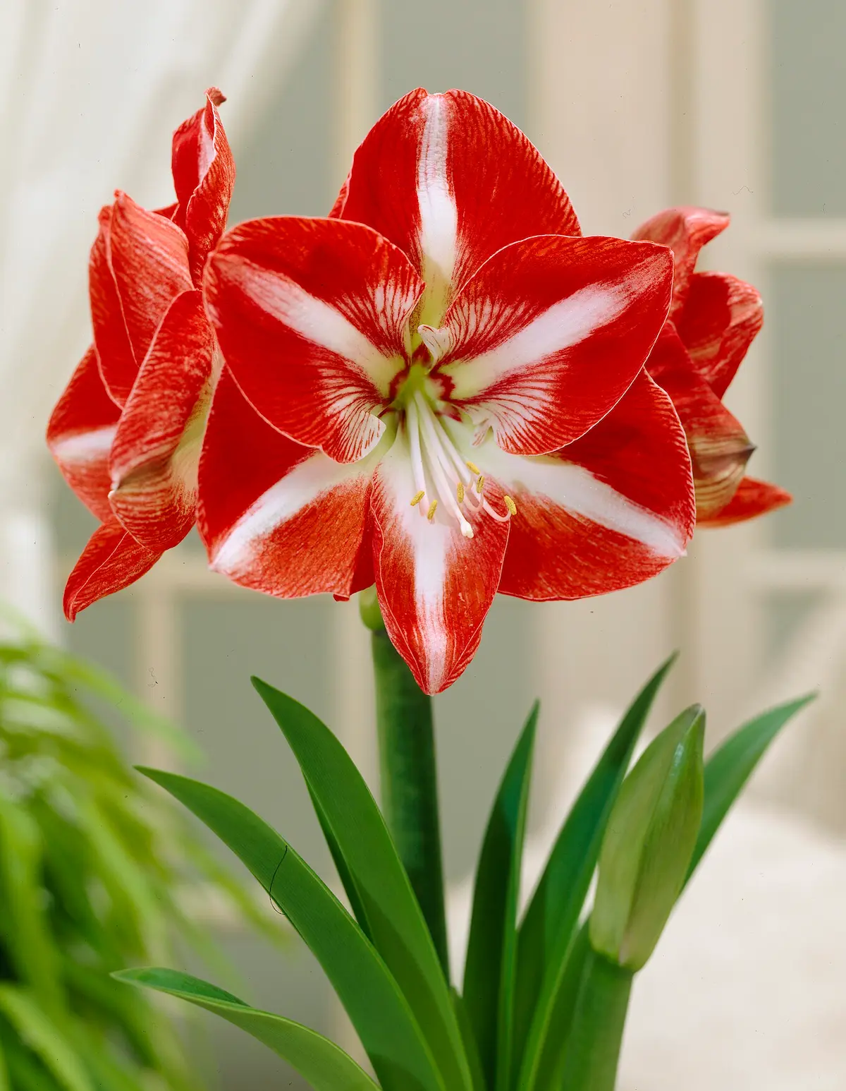 amaryllis_hippeastrum_stargazer_visi19593-RID Amaryllis Stargazer - immagine 1