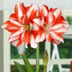 Amaryllis Splash