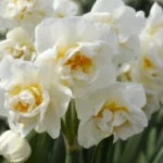 Narcissus Bridal Crown