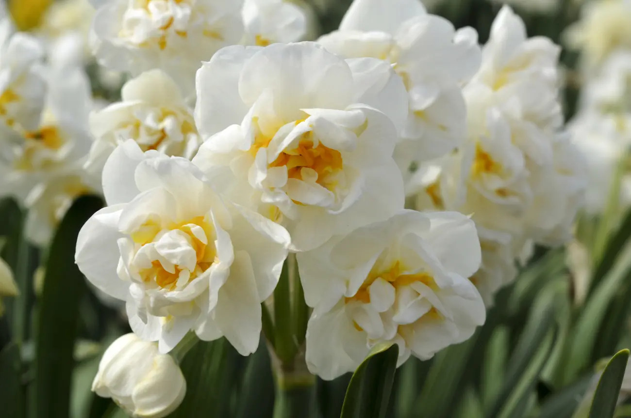 narcissus_bridal-crown_shutterstock_506211829-rid Narcissus Bridal Crown - immagine 1