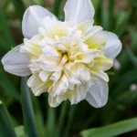 Narcissus Ice King